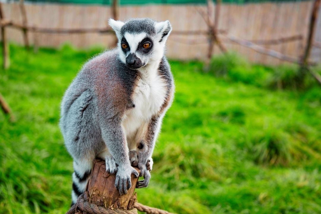 Lemur w ogrodzie zoologicznym